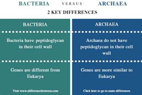 how are archaeans most similar to bacteria quizlet
